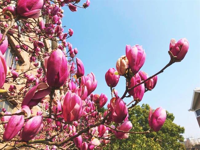 玉兰.jpg 玉兰.jpg