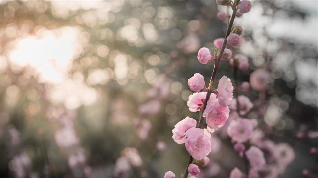 CES05378.jpg CES05378.jpg